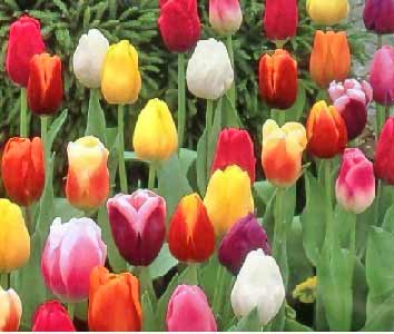 Tulips as FacePeople